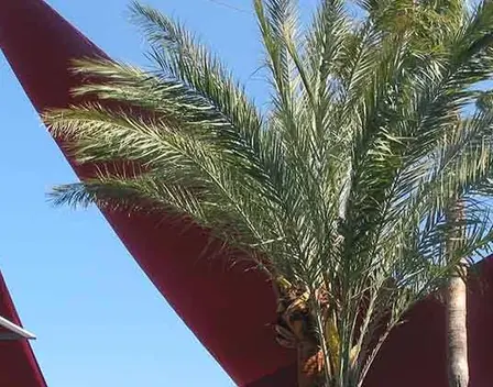 Toldos Aragón – toldos en Palma (foto 7 de 8)